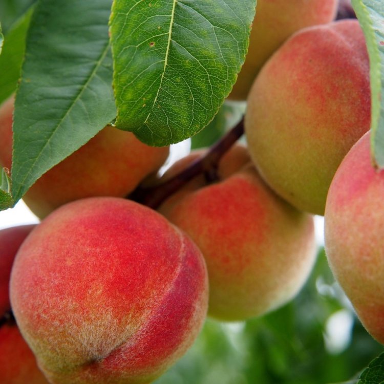 Broskyňa obyčajná (Prunus persica) ´REDHAVEN´ - výška 150-180 cm, obvod kmeňa 4/6 cm, kont. C9L/C10L